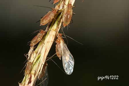 芒莖蚜蟲 Sitobion sp.  