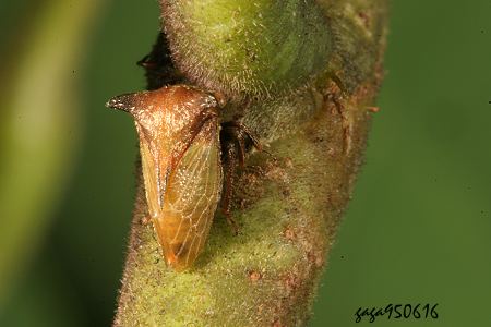 三刺角蟬屬 Tricentrus sp. 