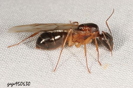Camponotus monju 