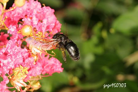 铜翼眦木蜂