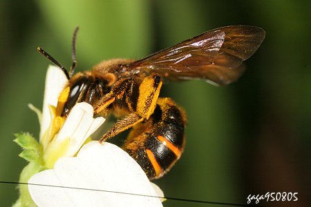 彩帶蜂屬 Nomia planiventris