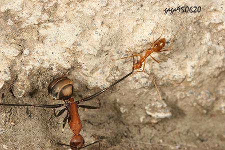 臭巨山蟻常遭體型較小的捷山蟻攻擊。