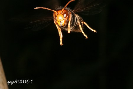 黄脚虎头蜂腾在半空中，神情凶猛，对蜜蜂来说是一种很大的威胁。