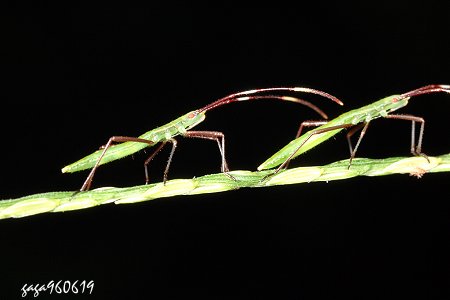 禾蛛緣椿象，若蟲