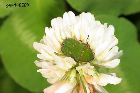 台灣小綠花金龜 