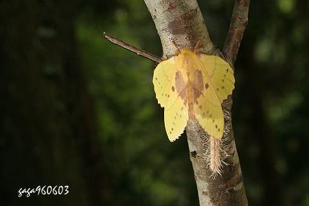 青黃枯葉蛾，雌蛾產卵於樹幹上，卵排成條列狀。