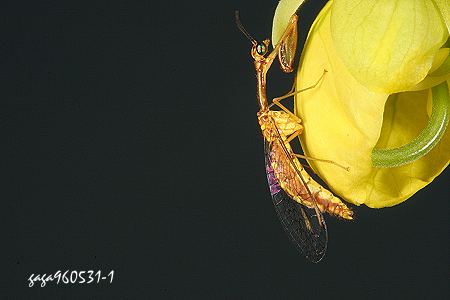 螳蛉 Necyla formosana