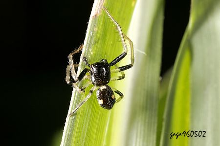 頂蟹蛛屬 Camaricus sp.  