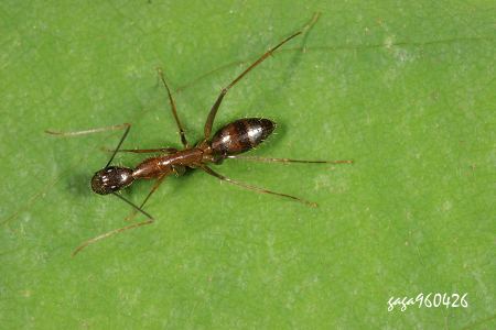 巨山蟻屬 Camponotus  sp.