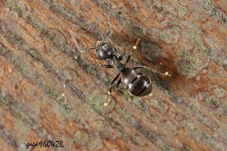 白足扁蟻 
