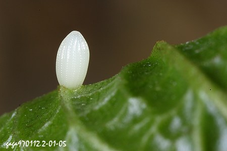 淡紋青斑蝶 卵