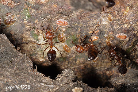 举尾蚁豢养介壳虫