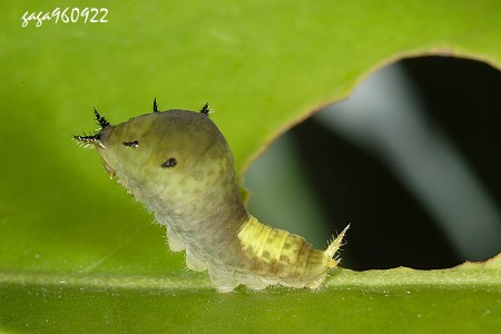 綠斑鳳蝶  幼蟲