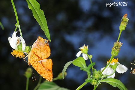 黃三線蝶飛到大花咸豐草吸蜜