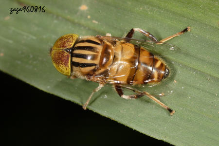 黃跗斑眼蚜蠅