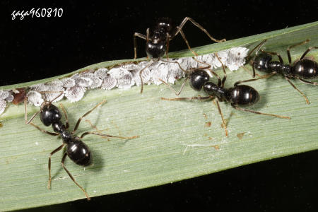 黑褐毛山蟻
