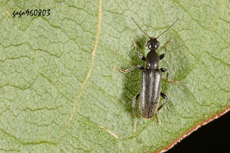 長蟻形蟲 Macratria sp.