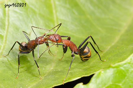 螞蟻分食