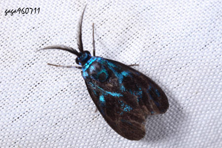 藍紋小斑蛾