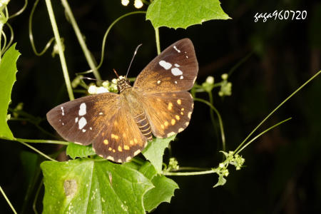 蓬萊黃紋弄蝶