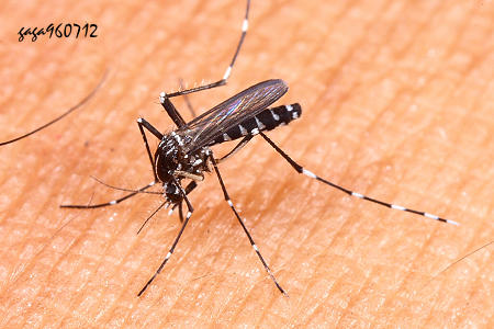 Aedes  albopictus 