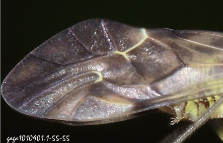  Metylophorus nebulosus