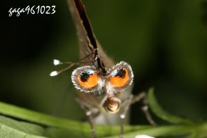 翅端有擬眼的小灰蝶