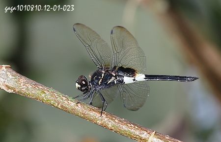 黃紉蜻蜓 