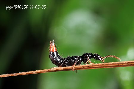 黑巨隱翅蟲