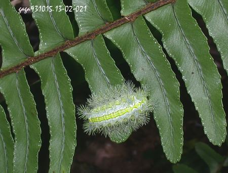 褐邊綠刺蛾 幼蟲