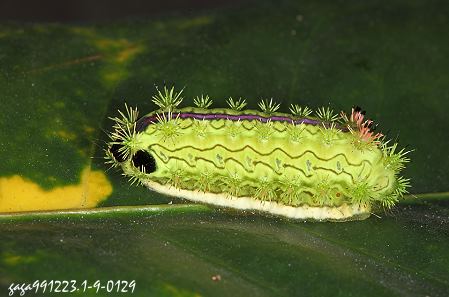 斑綠刺蛾