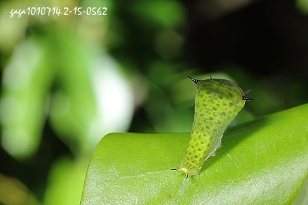 綠斑鳳蝶，幼蟲