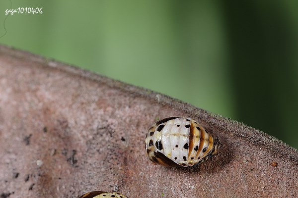 楔斑溜瓢蟲的蛹