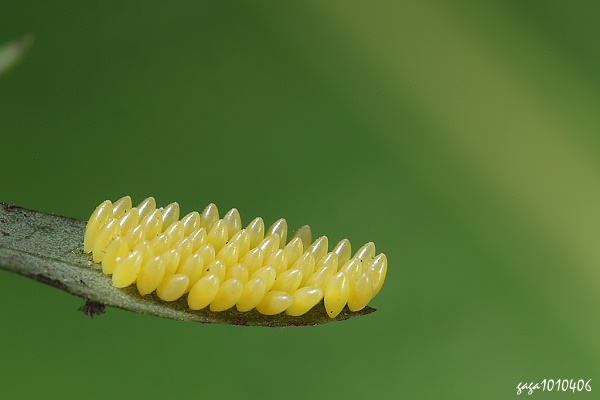 楔斑溜瓢蟲卵
