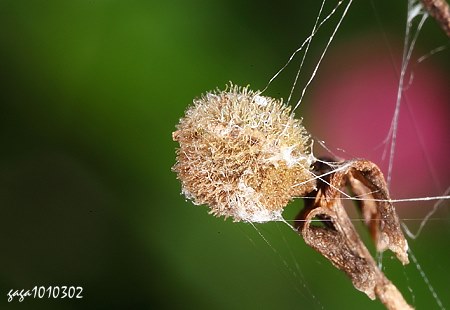 蜘蛛卵囊