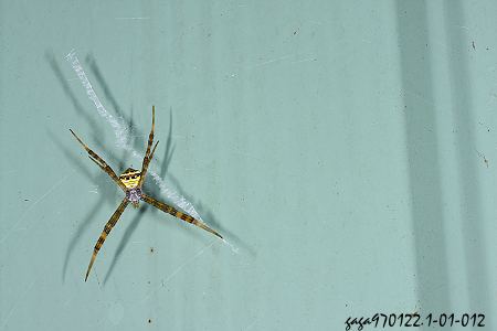  Argiope aetheroides 