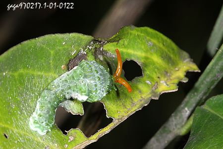 大鳳蝶，前齡期幼蟲