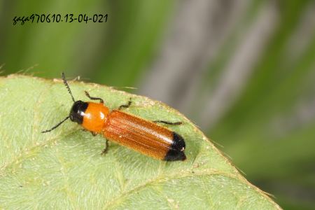 Tenerus hilleri  