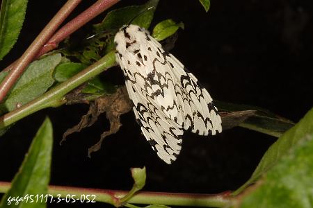 Lymantria concolor concolor 