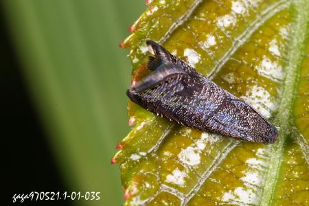 小食心蟲屬 Grapholita dimorpha 