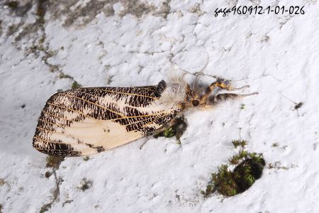 Locharna strigipennis