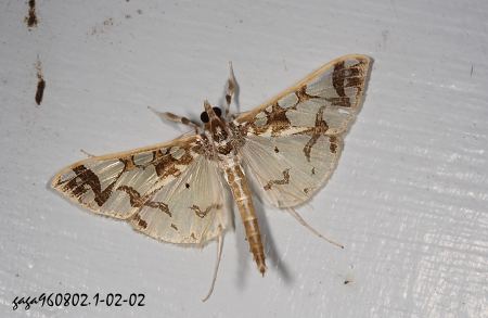 白紗野螟蛾 Polythlipta maceratalis 