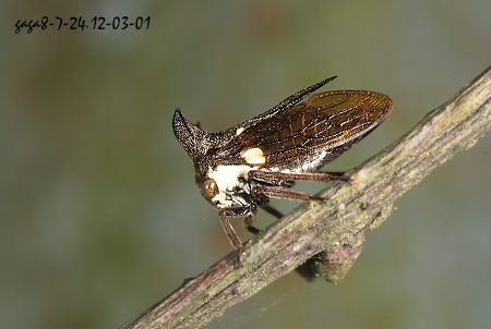 三刺角蟬 Tricentrus  sp.   