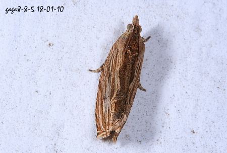 Phaecadophora fimbriata