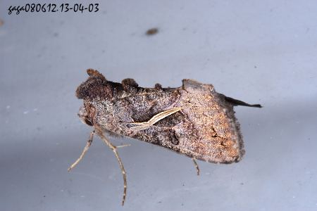 ձ] Ctenoplusia albostriata