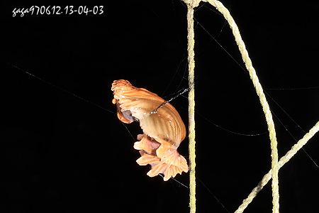 大紅紋鳳蝶蛹