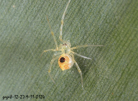 棘腹金姬蛛 chrysso spiniventris