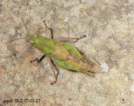 東亞飛蝗 Locusta migratoria 