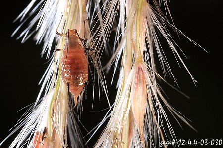 五節芒蚜蟲 