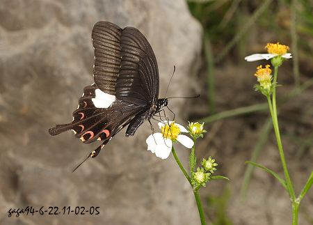 Papilio helenus fortunius